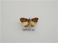 藏品(尺蛾585)的圖片